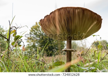 Mushroom bottomview