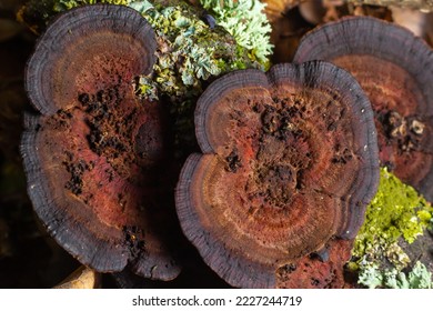 Mushroom called Daedaleopsis growing on sallow wood in the forest. - Shutterstock ID 2227244719