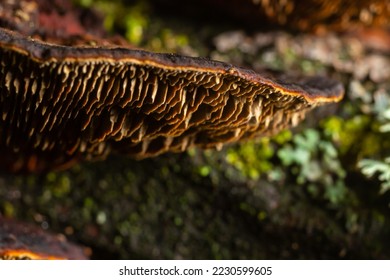 Mushroom called Daedaleopsis growing on sallow wood in the forest. - Shutterstock ID 2230599605