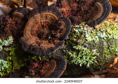 Mushroom called Daedaleopsis growing on sallow wood in the forest. - Shutterstock ID 2240948507