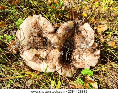Mushroom Cap 300mm wide, and finely velvety, soon deeply funnel-shaped, sometimes fan-shaped, acuminately asymmetrical, with wavy margin, without a central tubercle, cracking when dry, white, whitish