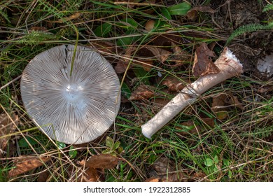 The Mushroom Cap And Its Severed Leg Are Lying On The Grass