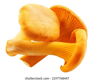 mushroom Chanterelle isolated on white background, clipping path, full depth of field - Shutterstock ID 2197768447
