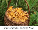 Mushroom chanterelle in wicker basket close up. Chanterelles mushrooms harvest in green grass in nature