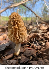 Mushroom. Common morel mushroom (Morchella esculenta) appears in the spring.  It is considered a gastronomic delicacy by many.