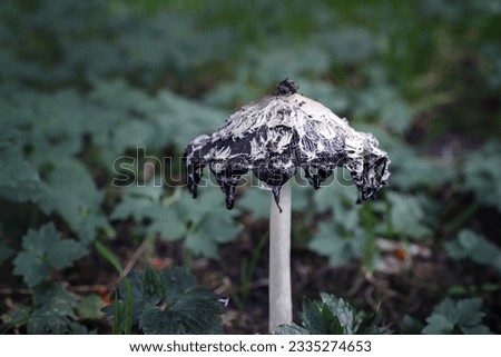 mushroom Coprinus comatus, mushroom for witchcraft, selective focus