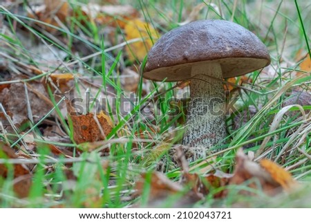 Mushroom Cossack in the forest surrounded with grass and yellow leaves. Close up. Copy space
