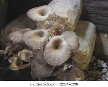 Mushroom Cultivated In Bale Of Sawdust  