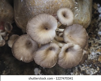 Mushroom Cultivated In Bale Of Sawdust  