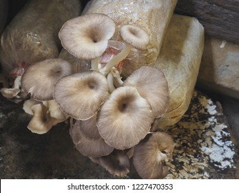 Mushroom Cultivated In Bale Of Sawdust  