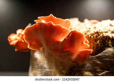 Mushroom Cultivation Growing In Farm. Oyster Mushrooms Grown On A Substrate At Home From Mycelium. Dark Background.