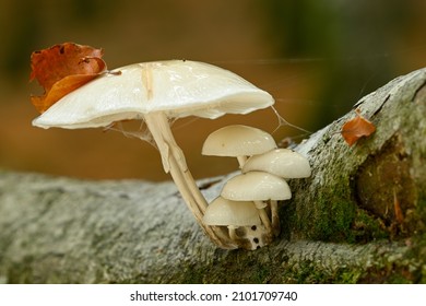 Mushroom details and closeups  in European Beech forest in autumn