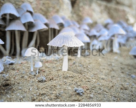 Mushroom (English: Mushroom) is a type of fungi and most of them belong to Basidiomycota and some Ascomycota.  Unlike other plants, mushrooms do not need light from the sun to make food through the pr