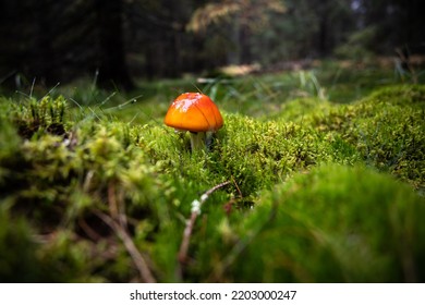 Mushroom In Estonia Forest At Autumn