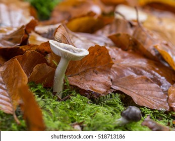 Mushroom Of The Family Cortinariaceae