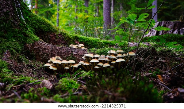 Mushroom family\
in the forest next to a tree\
trunk