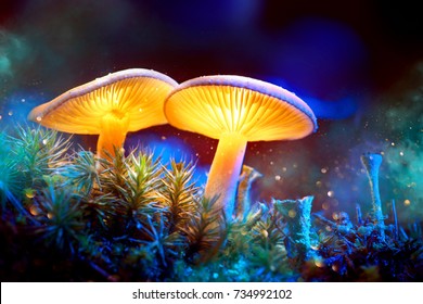 Mushroom. Fantasy Glowing Mushrooms in mystery dark forest close-up. Beautiful macro shot of magic mushroom, fungus. Border art design. Magic light.