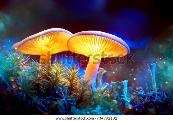 Mushroom. Fantasy Glowing Mushrooms in\
mystery dark forest close-up. Beautiful macro shot of magic\
mushroom, fungus. Border art design. Magic\
light.