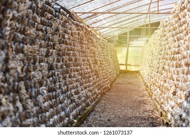 Mushroom Farm / Organic Oyster And Shiitake Mushrooms Mold In Plastic Bag For Growing Farm Agriculture