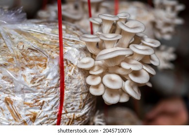 Mushroom Farming And Mushroom Production