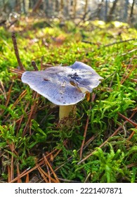 Mushroom Forage On Forest Green Moss