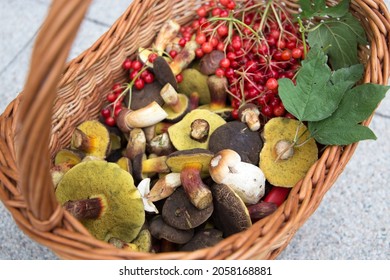 Mushroom foraging. Xerocomellus chrysenteron, red cracking bolete mushrooms in a basket