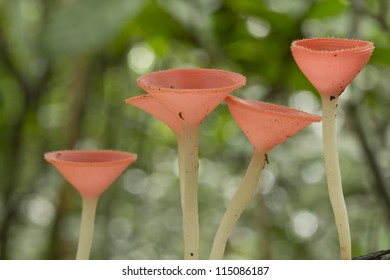 mushroom in the forest