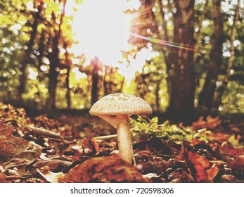 a mushroom in the forest - Shutterstock ID 720598306