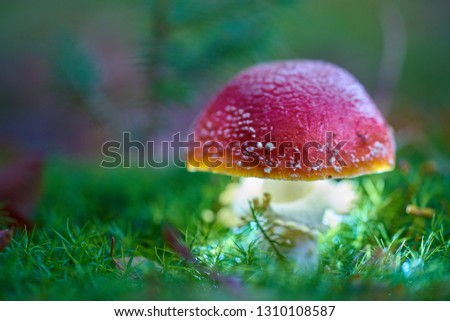 Similar – Foto Bild Roter Pilz auf dem Feld