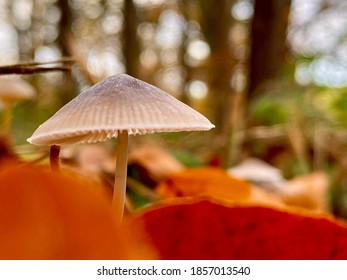 Mushroom in the forest in autumn.