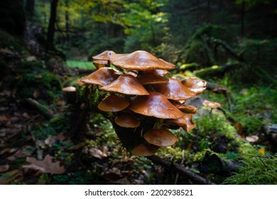 Mushroom Forest  Nature Moss With Green Plants Surroundings