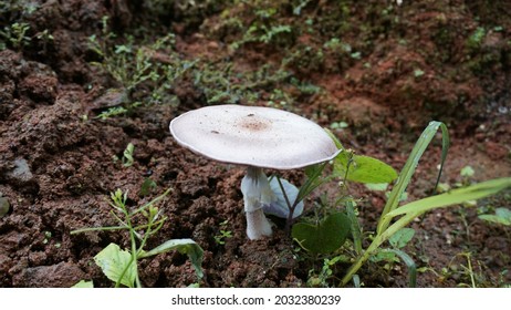 Mushroom Fungi Basidiomycota Fungus Agaricusbisporus Fly Agaric