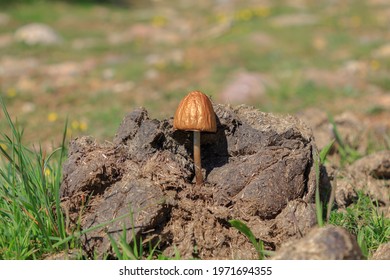 Mushroom or fungus in cow poop