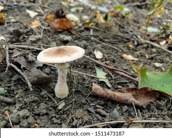 Mushroom Fungus Dirt Woods Trail Outside