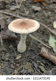 Mushroom Fungus Dirt Woods Trail Outside