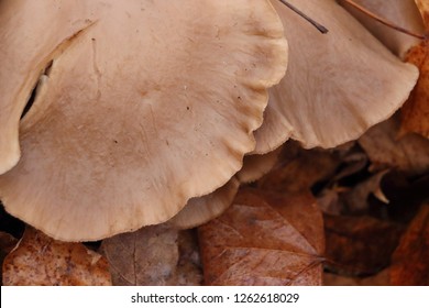 mushroom fungus spores leaves