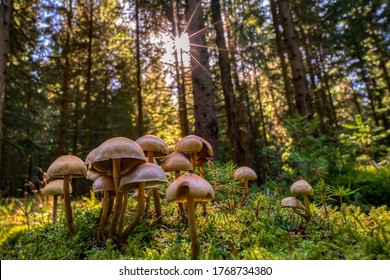 Mushroom Group In The Thuringian Forest