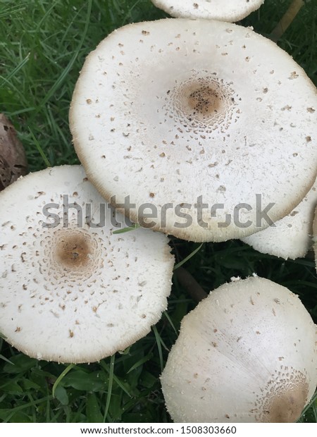 Mushroom Growing Garden Maybe Chlorophyllum Molybdites Stock Photo