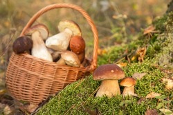 Mushroom Growing In Moss In Autumn Fall Forest In Sunlight Closeup. Mushrooms In The Basket