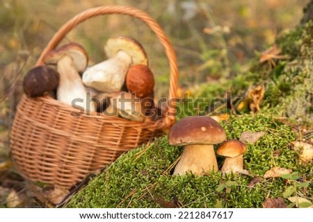 Mushroom growing in moss in autumn fall forest in sunlight closeup. Mushrooms in the basket