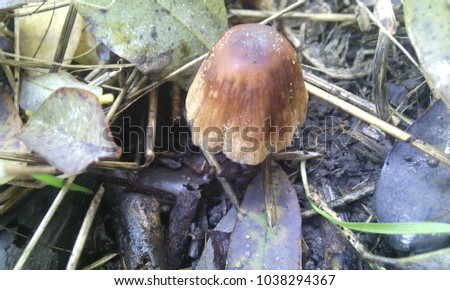 Mushroom Growing My Garden Stock Photo Edit Now 1038294367