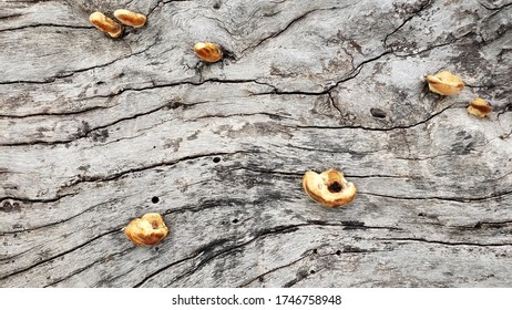 Mushroom Growing On A Dead Tree Stump In The National Heroes Park In Kingston. 