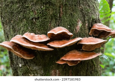 mushroom growing on tree trunk in the forest - Powered by Shutterstock