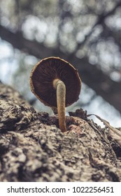 Mushroom Growing From A Tree Trunk Bark On Great War Island, Belgrade, Serbia