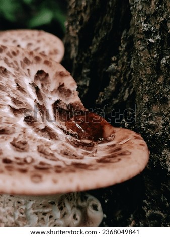 Mushroom guttation close up. Wild mushroom Dryad’s saddle, Pheasant’s back mushroom, scaly polypore, Polyporus squamosus, Cerioporus squamosus on the tree trunk