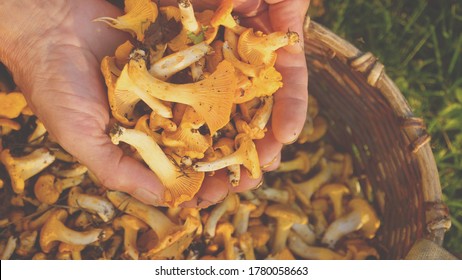  mushroom harvest in men's hands. Orange edible mushrooms in a basket, collected in the forest                               - Powered by Shutterstock