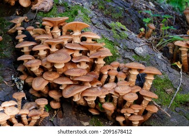 Mushroom honey agaric (Armillaria mellea) close-up