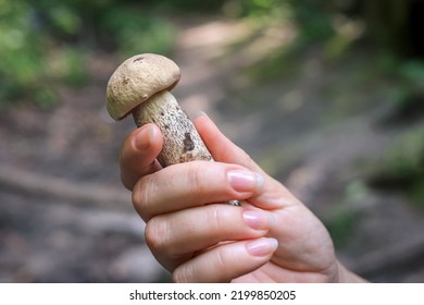 Mushroom Hunting. Closeup Of The Brown Cap Boletus In Woman's Hand