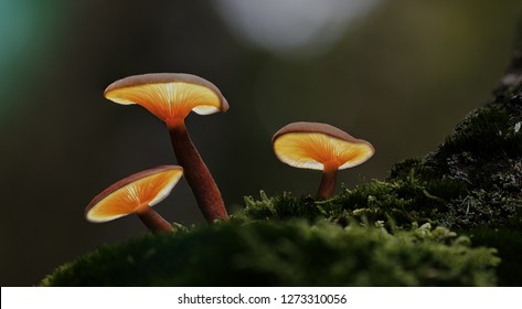 Pilzlattern Herbstwaldmärchen. Glühende Pilze im bezaubernden Wald. Magie der Nachtfotografie.