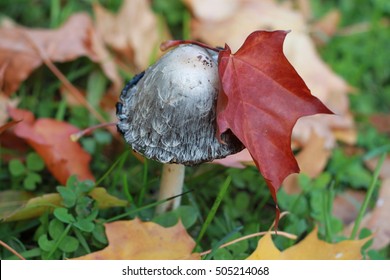 Mushroom Leaf Grass Autmn